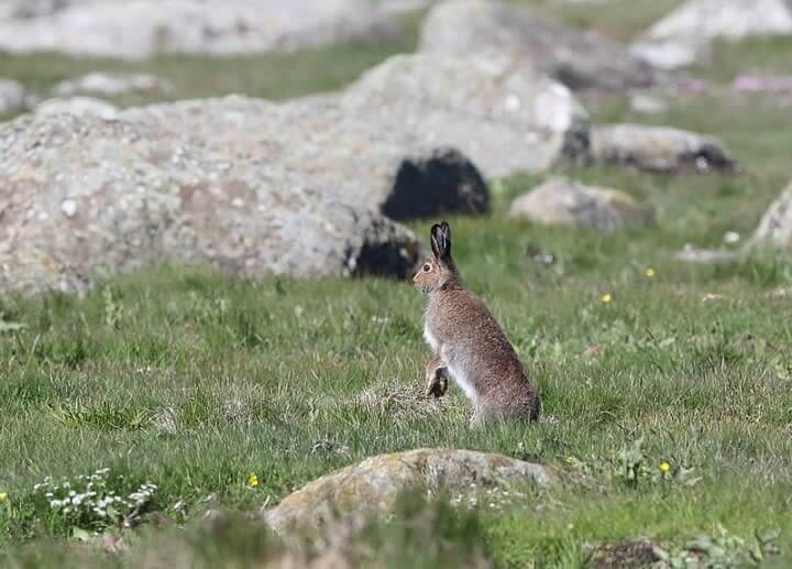 43. Rescue The Hares