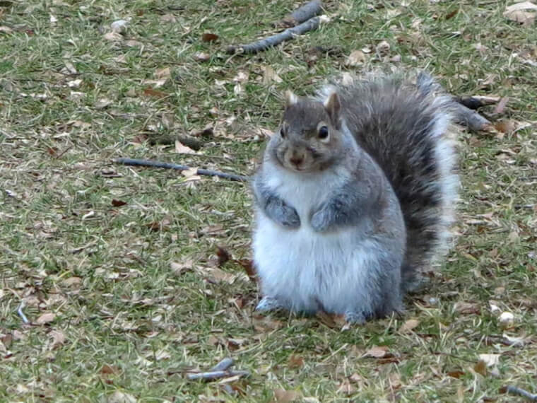 28. Squirrel In Deep Thought