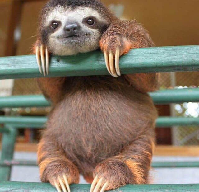 33. Cute Baby Sloth