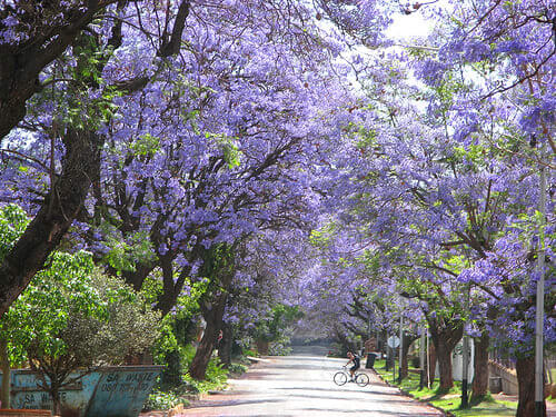 49. Jacarandas Walk, South Africa