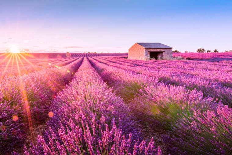 7. Fields of Lavender in Provence, France