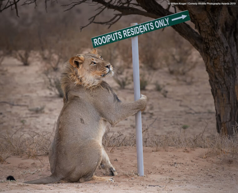 12. A Pole Dancer Lion