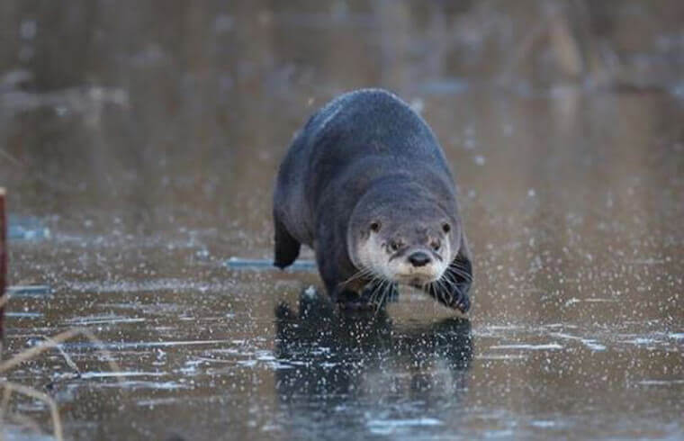 4. The Determined Otter