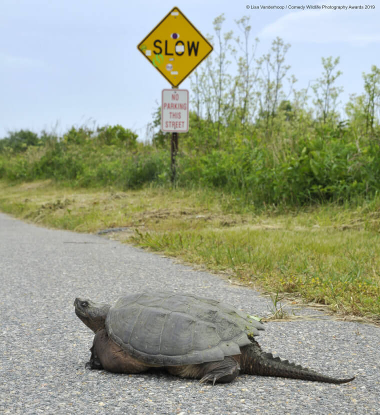 5. Just a Law Abiding Turtle