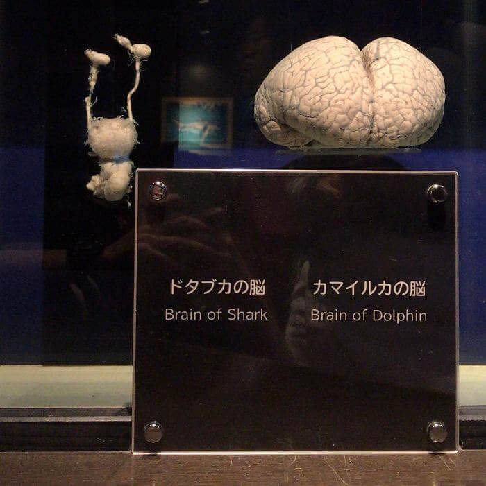 17. Brain of Shark vs. Brain of Dolphin