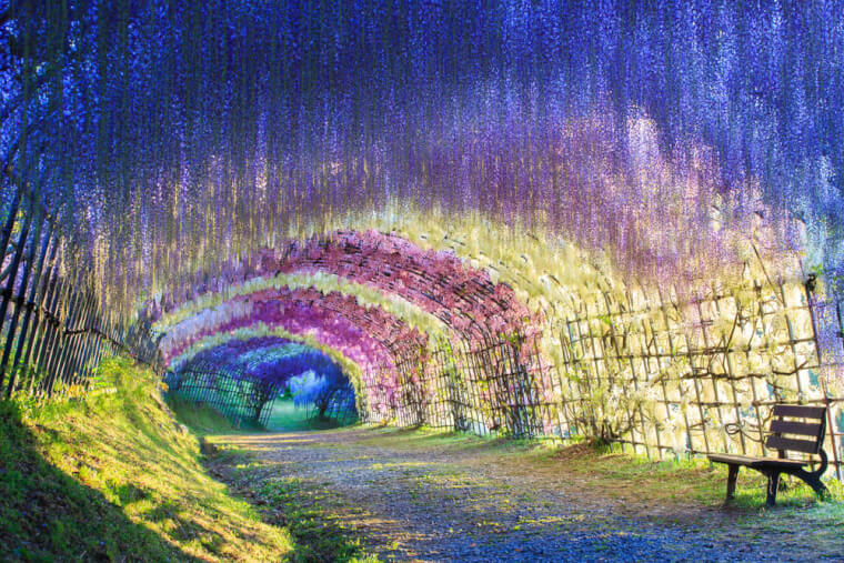 34. Wisteria Tunnel, Japan