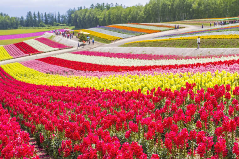 39. Farm Tomita in Hokkaido, Japan