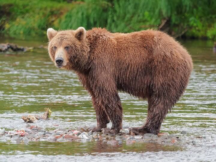 30. The Country Where Bears Are Addicted To Sniffing Jet Fuel