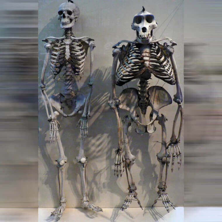 18. Human Skeleton vs. Gorilla Skeleton