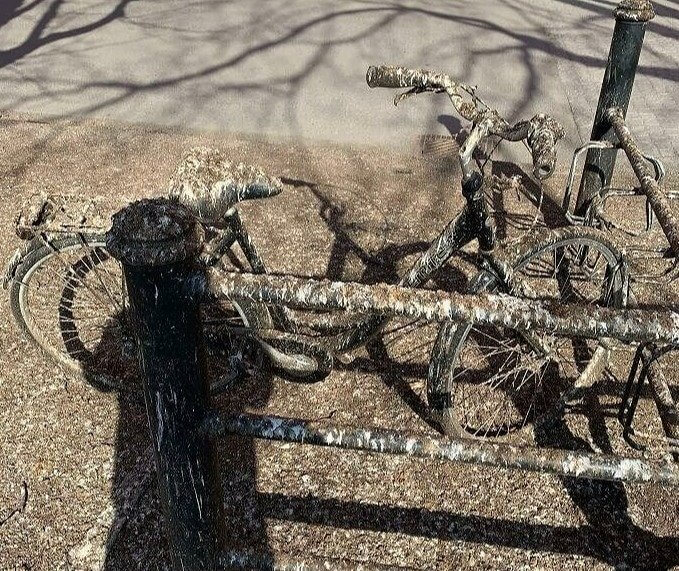 Pro Tip: Don't Park Your Bike Under a Tree