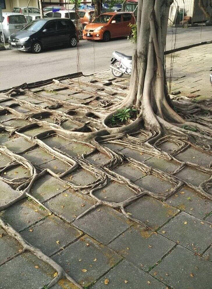 The Roots Of Mother Nature Are Very Strong