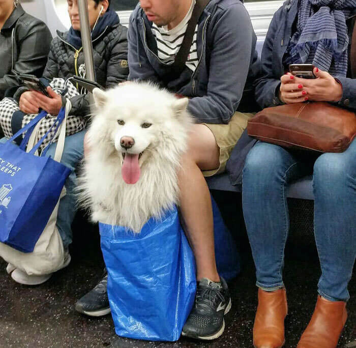 The NYC Subway Said Only Dogs That Fit in Bags Could Ride