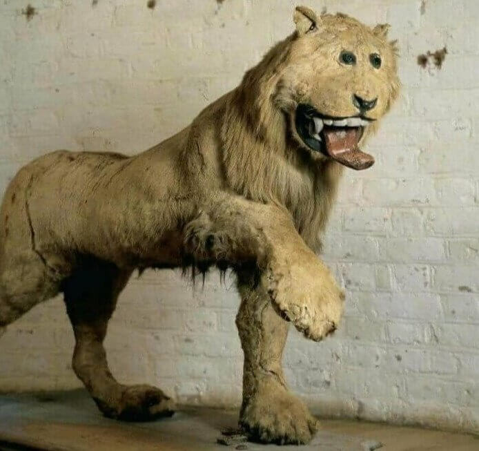 Seems Like This King's Taxidermist Had Never Seen a Lion Before