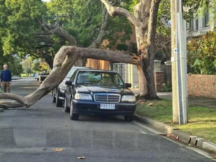 That Car Fits Perfectly Under the Fallen Tree