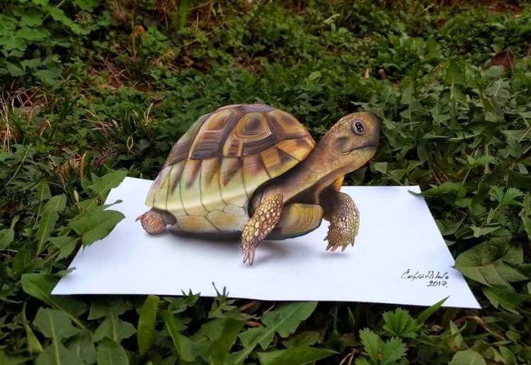 14. A Wild Tortoise