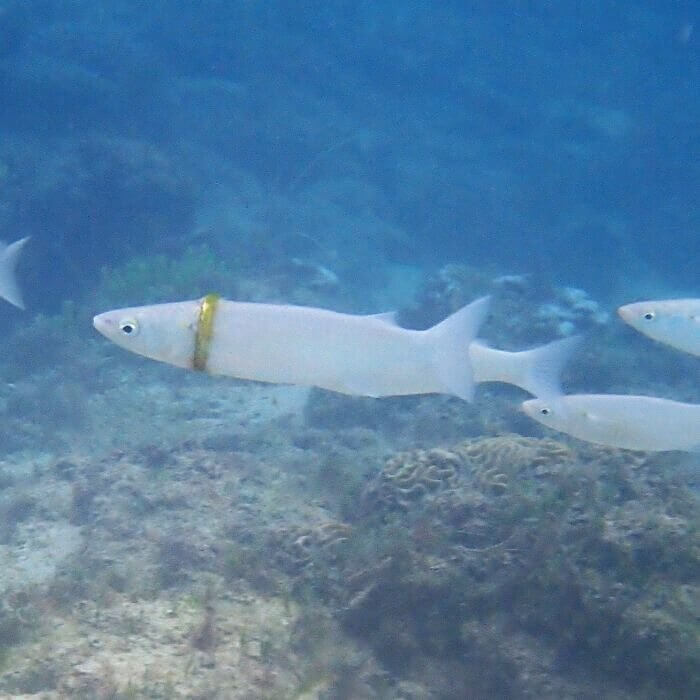 Someone's Day Was Made When They Found Their Wedding Ring on This Fish