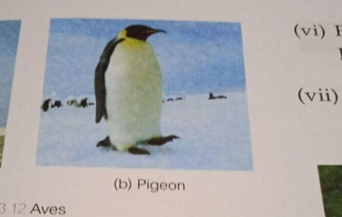 The Famous Antarctica Pigeon