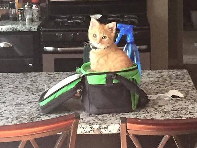 Mom Said No Paws on the Counter