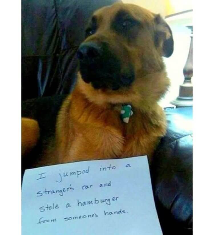 These “Pet Shaming” Pictures Are Too Cute To Be Mad About