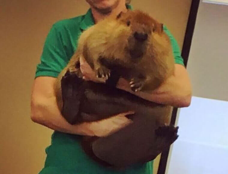 21. Adorable Beaver