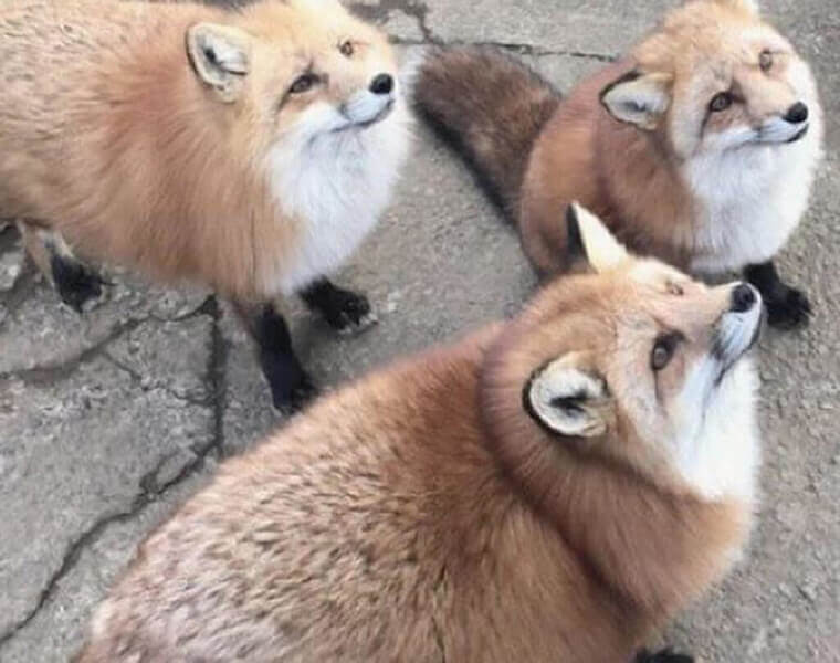 10. Adorable Foxes Or A Complete Dream?