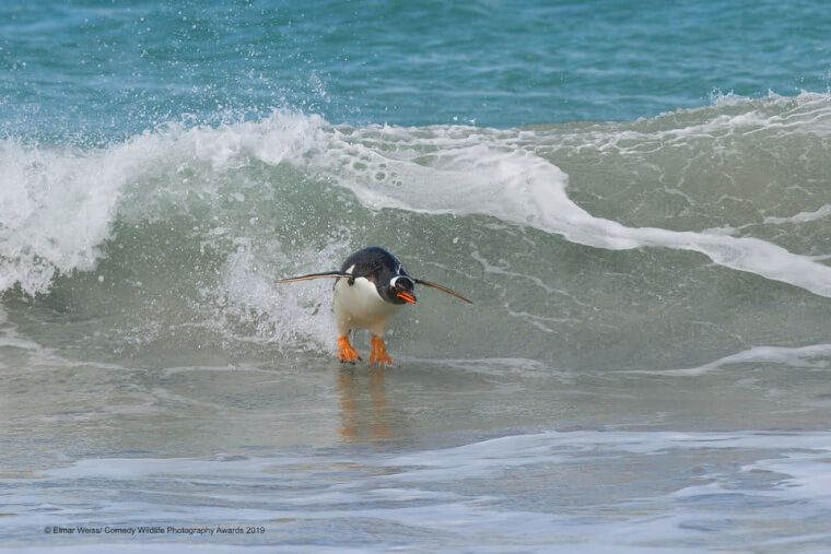 17. Next Surfing World Champion