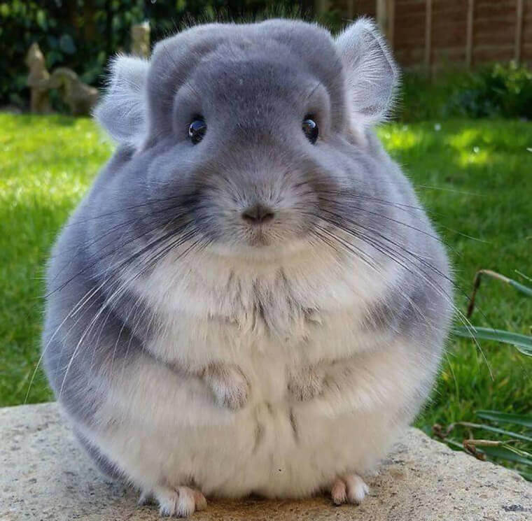 22. An Adorable Chinchilla